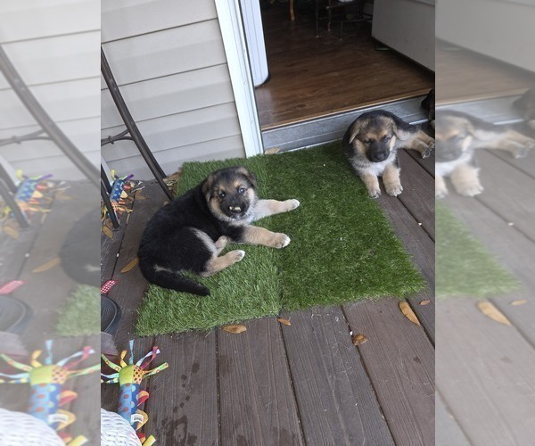 Medium Photo #11 German Shepherd Dog Puppy For Sale in LAKE CITY, FL, USA