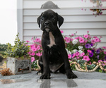Small #2 Boxer
