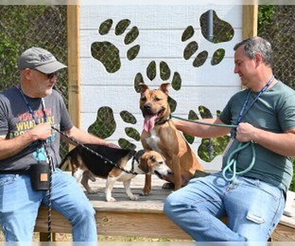 Medium Photo #18 Mutt Puppy For Sale in Glen Allen, VA, USA