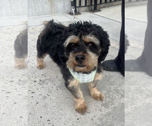 Medium Photo #3 Cavapoo (Miniature) Puppy For Sale in Staten Island, NY, USA