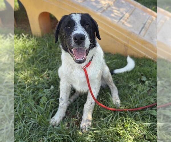 Medium Photo #1 Pyrenees Border Collie Puppy For Sale in Modesto, CA, USA