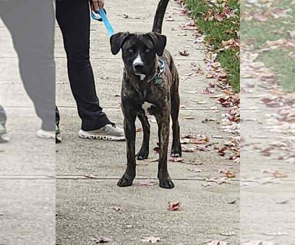 Medium Photo #3 Siberian Husky-Unknown Mix Puppy For Sale in Springdale, PA, USA