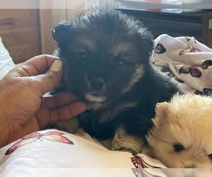 Pomsky Puppy for sale in HAMDEN, CT, USA