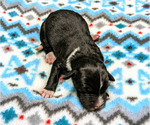 Small Photo #6 Aussiedoodle Puppy For Sale in SPARTA, MO, USA