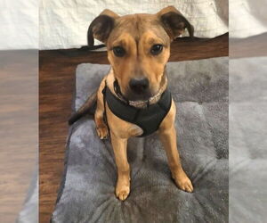 Labrador Retriever-Unknown Mix Dogs for adoption in Enfield, CT, USA