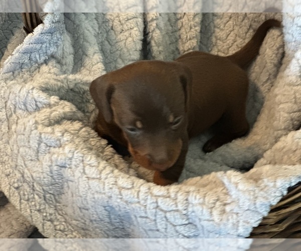 Medium Photo #18 Dachshund Puppy For Sale in MURFREESBORO, TN, USA