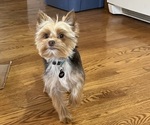 Small #1 Yorkshire Terrier