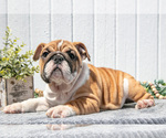 Puppy Celsey English Bulldog
