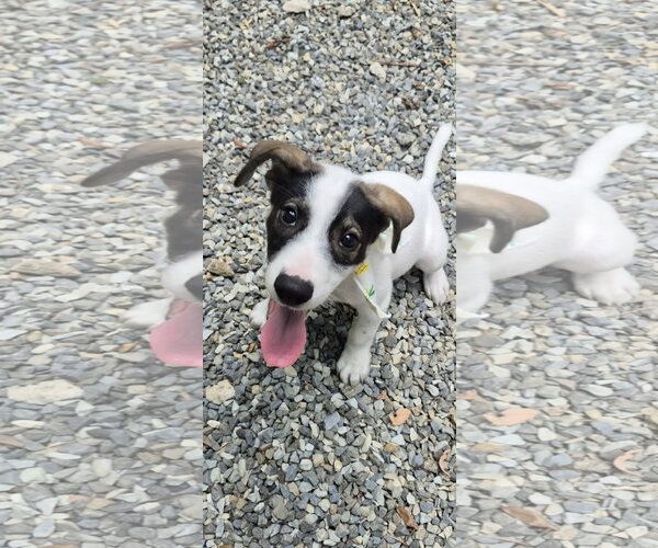 Medium Photo #2 Jack Russell Terrier-Unknown Mix Puppy For Sale in NYC, NY, USA