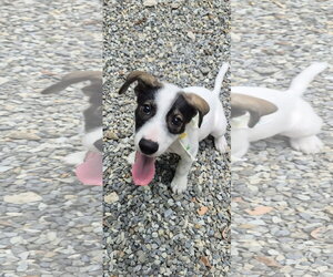 Jack Russell Terrier-Unknown Mix Dogs for adoption in NYC, NY, USA