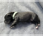 Puppy Teal Collar Cane Corso