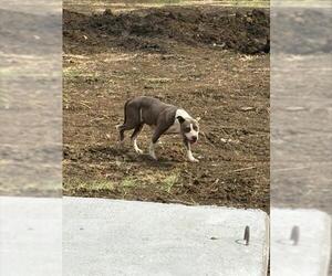 American Staffordshire Terrier-Unknown Mix Dogs for adoption in Grand Prairie, TX, USA