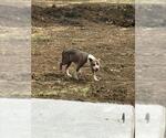 Small American Staffordshire Terrier Mix
