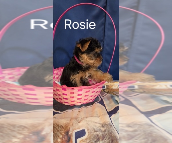 Medium Photo #2 Yorkshire Terrier Puppy For Sale in HUNTSVILLE, AL, USA