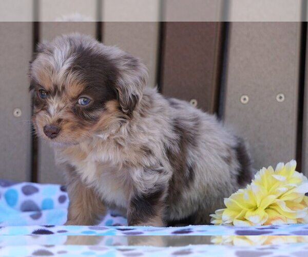 Medium Photo #1 Aussiedoodle Miniature  Puppy For Sale in FREDERICKSBG, OH, USA