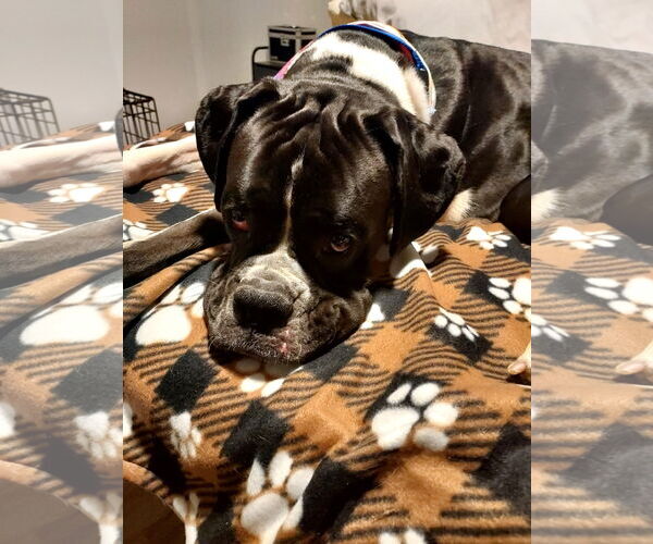 Medium Photo #4 Boxer Puppy For Sale in  Katy, TX, USA