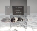 Small Photo #8 French Bulldog Puppy For Sale in BROOKSVILLE, FL, USA
