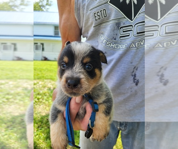 Medium Photo #2 Australian Cattle Dog Puppy For Sale in FERRUM, VA, USA