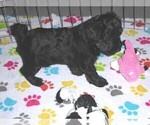 Small #9 YorkiePoo