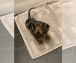Small Photo #3 Dachshund Puppy For Sale in CHICAGO, IL, USA