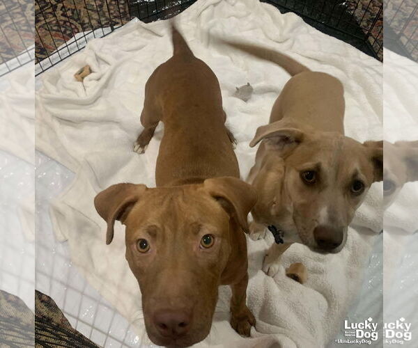 Medium Photo #7 Labrador Retriever-Unknown Mix Puppy For Sale in Washington, DC, USA