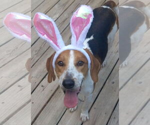 Mutt Dogs for adoption in Murfreesboro, NC, USA