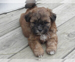 Shih-Poo Puppy for Sale in BUCKLIN, Missouri USA