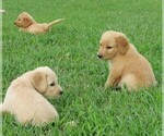 Small Photo #11 Goldendoodle Puppy For Sale in WAYNESVILLE, MO, USA