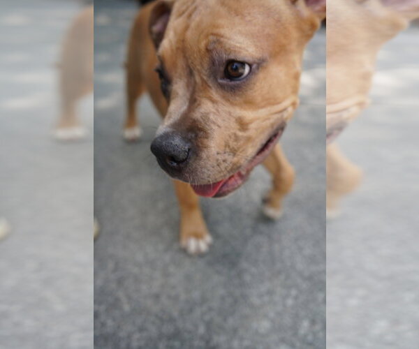 Medium Photo #4 Boxer-Unknown Mix Puppy For Sale in Holly Springs, NC, USA