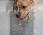 Small #3 Boxer Mix