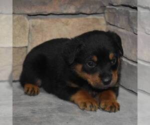 Rottweiler Puppy for sale in MOHRSVILLE, PA, USA