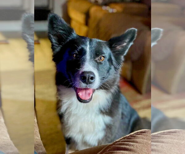 Medium Photo #2  Puppy For Sale in , 