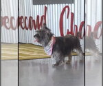 Small #3 Shih Tzu Mix