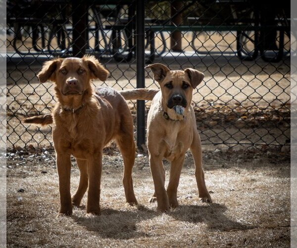 Medium Photo #21 Golden Shepherd Puppy For Sale in Laramie, WY, USA