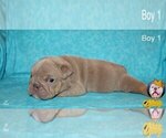 Small Photo #17 Neapolitan Mastiff Puppy For Sale in WASHBURN, MO, USA