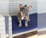 Puppy 2 French Bulldog