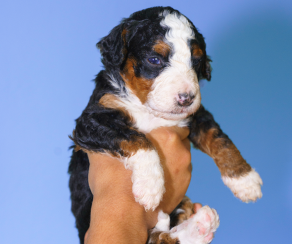 Medium Photo #7 Bernedoodle (Miniature) Puppy For Sale in ARLINGTON, TX, USA