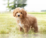 Small Photo #9 Goldendoodle-Poodle (Miniature) Mix Puppy For Sale in SHIPSHEWANA, IN, USA