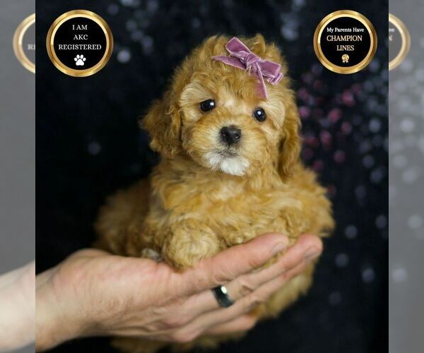 Medium Photo #6 Poodle (Toy) Puppy For Sale in WARSAW, IN, USA