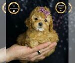 Small #5 Poodle (Toy)