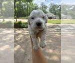 Small #1 Aussiedoodle-Goldendoodle Mix