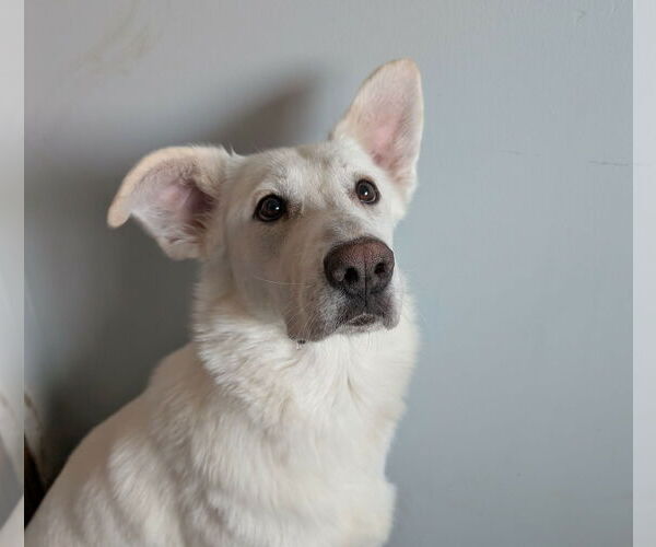 Medium Photo #3 Labsky Puppy For Sale in Plainfield, IL, USA