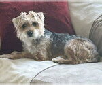 Small Photo #5 Mutt Puppy For Sale in Corona, CA, USA