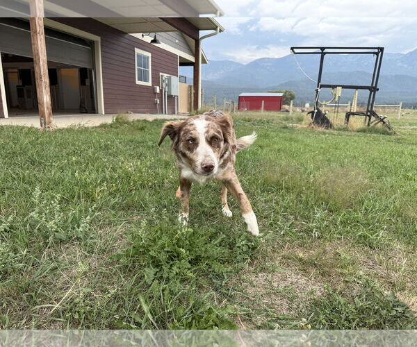 Medium Photo #3 Border-Aussie Puppy For Sale in Polson, MT, USA