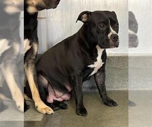 American Staffordshire Terrier-Unknown Mix Dogs for adoption in San Antonio, TX, USA