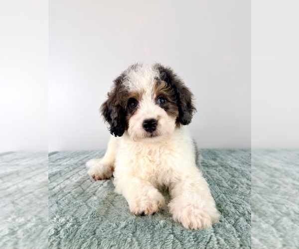 Medium Photo #3 Bernedoodle (Miniature) Puppy For Sale in GREENFIELD, IN, USA
