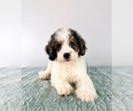 Small #2 Bernedoodle (Miniature)
