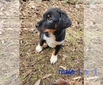 Puppy Puppy 1 Australian Shepherd-Rottweiler Mix