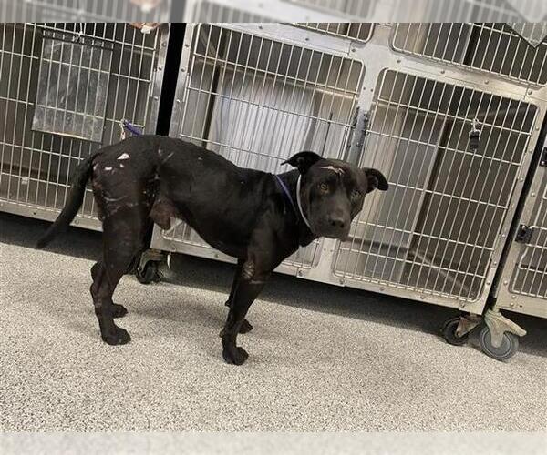 Medium Photo #1 American Pit Bull Terrier-Unknown Mix Puppy For Sale in Houston, TX, USA