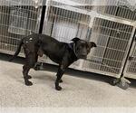 Small American Pit Bull Terrier Mix